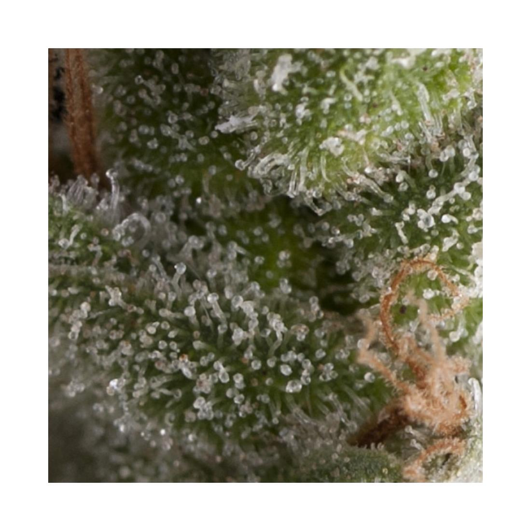 Fresh Candy Automática Pyramid Seeds (x3+1) 1