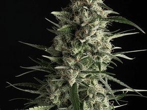 Galaxy Automática Pyramid Seeds (x3+1)