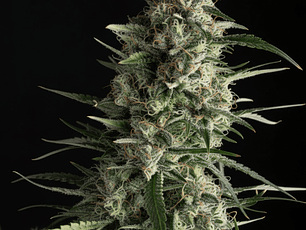 Galaxy Automática Pyramid Seeds (x3+1)