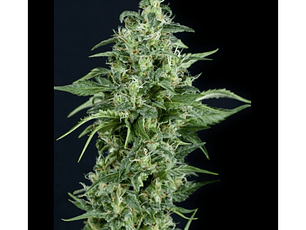 Kryptonite Automática Pyramid Seeds (x3+1)