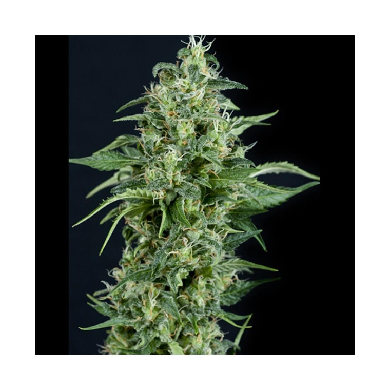 Kryptonite Automática Pyramid Seeds (x3+1) 1