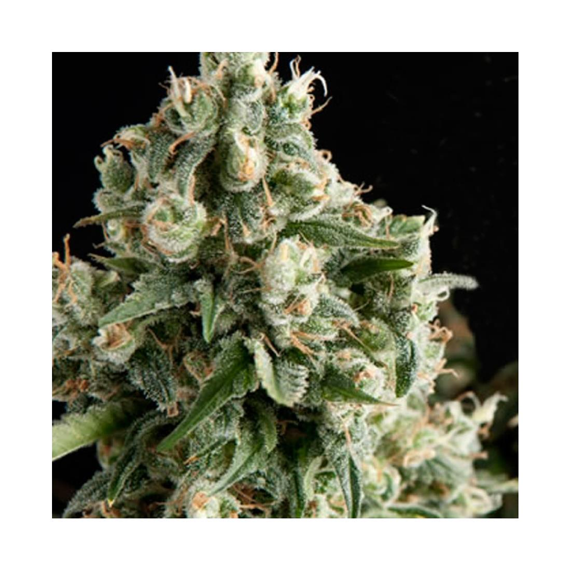 Lennon Automática Pyramid Seeds (x3+1) 1