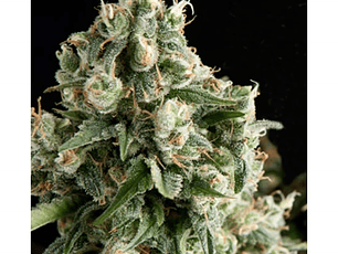 Lennon Automática Pyramid Seeds (x3+1)