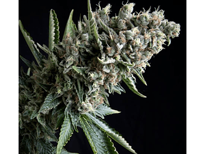 Nefertiti Automática Pyramid Seeds (x3+1)