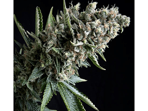 Nefertiti Automática Pyramid Seeds (x3+1)