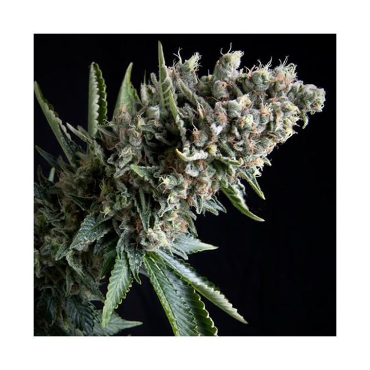 Nefertiti Automática Pyramid Seeds (x3+1) 1