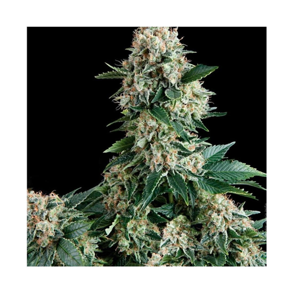 New York City Automática Pyramid Seeds (x3+1) 1