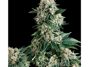 New York City Automática Pyramid Seeds (x3+1)