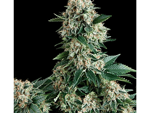 New York City Automática Pyramid Seeds (x3+1)