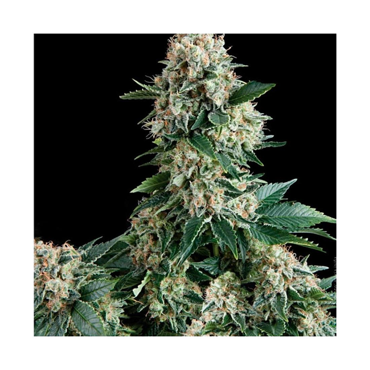 New York City Automática Pyramid Seeds (x3+1) 1