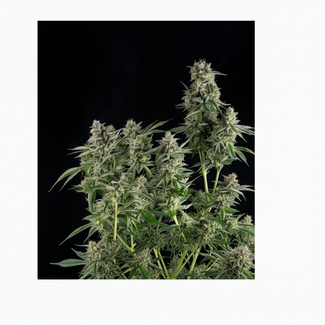 Northern Lights Automática Pyramid Seeds (x3+1) 1