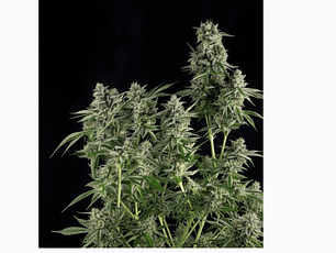 Northern Lights Automática Pyramid Seeds (x3+1)
