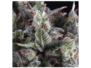 Olympia Automática Pyramid Seeds (x3+1)