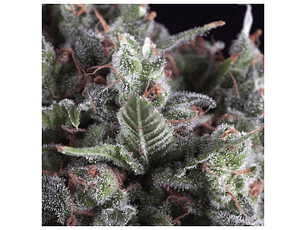 Olympia Automática Pyramid Seeds (x3+1)