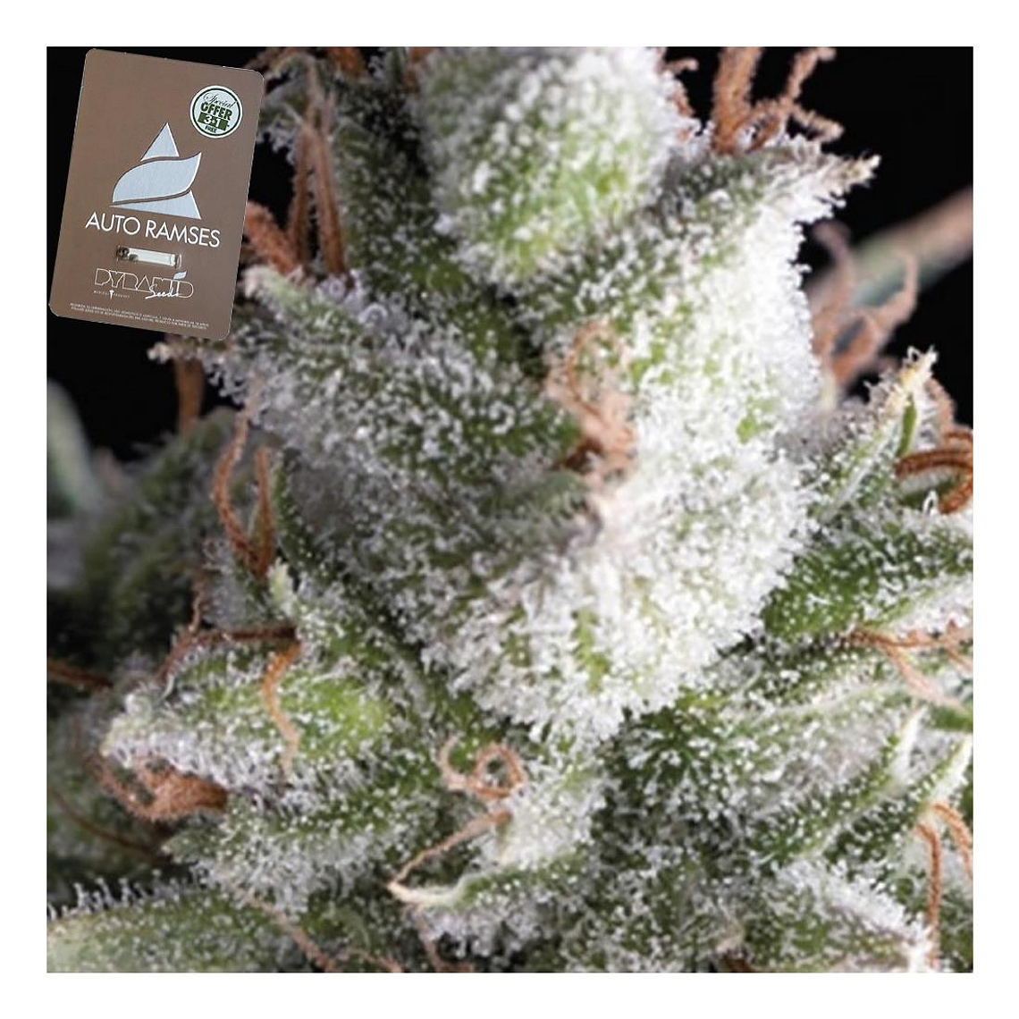 Ramses Automática Pyramid Seeds (x3+1) 1