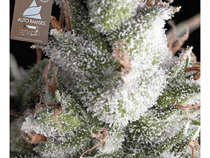 Ramses Automática Pyramid Seeds (x3+1)