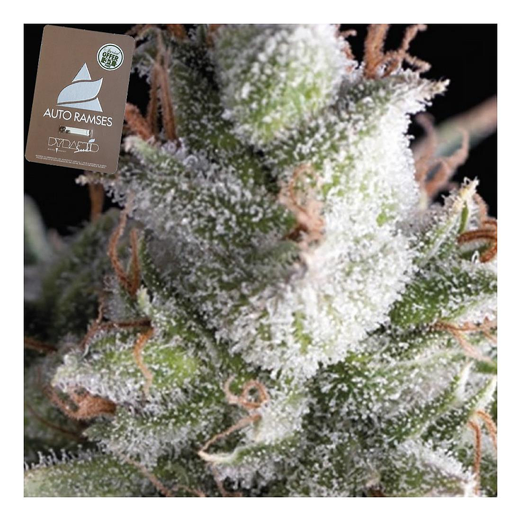 Ramses Automática Pyramid Seeds (x3+1) 1