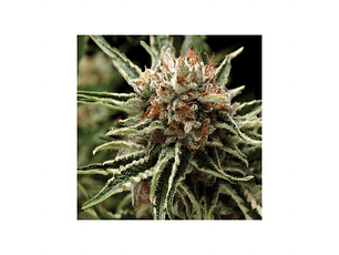 Shark Automática Pyramid Seeds (x3+1)