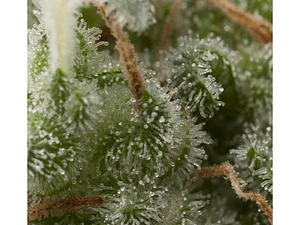 Super Hash Automática Pyramid Seeds (x3+1)