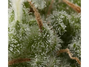 Super Hash Automática Pyramid Seeds (x3+1)