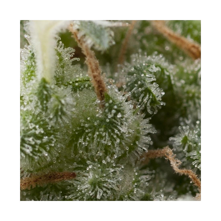 Super Hash Automática Pyramid Seeds (x3+1) 1