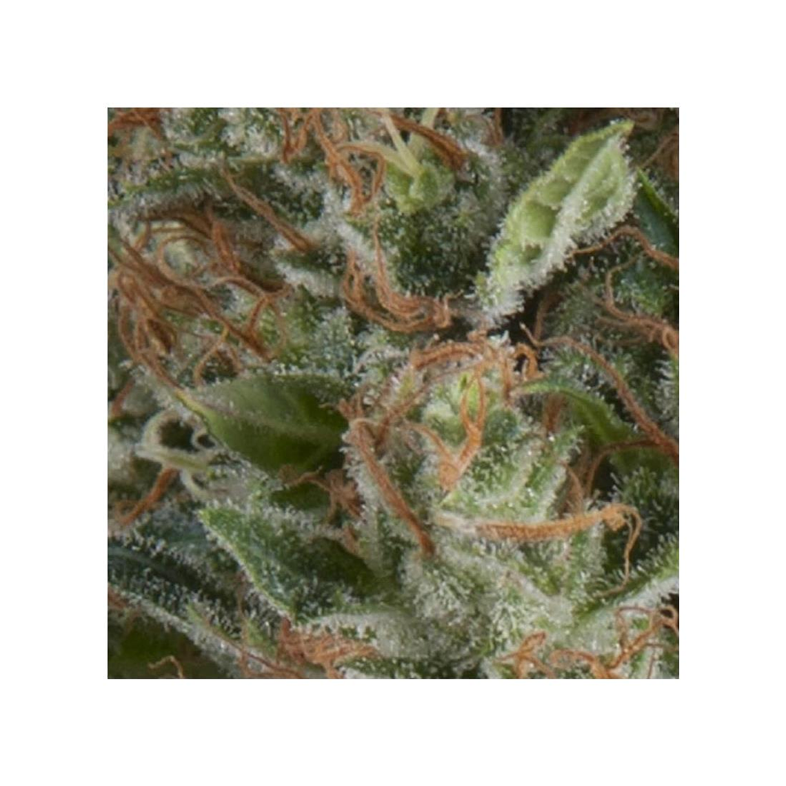 Wembley Automática Pyramid Seeds (x3+1) 1