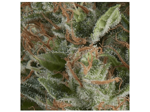 Wembley Automática Pyramid Seeds (x3+1)