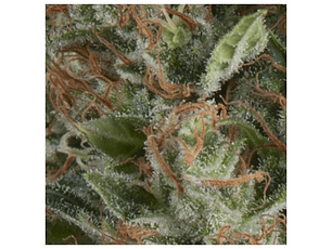 Wembley Automática Pyramid Seeds (x3+1)