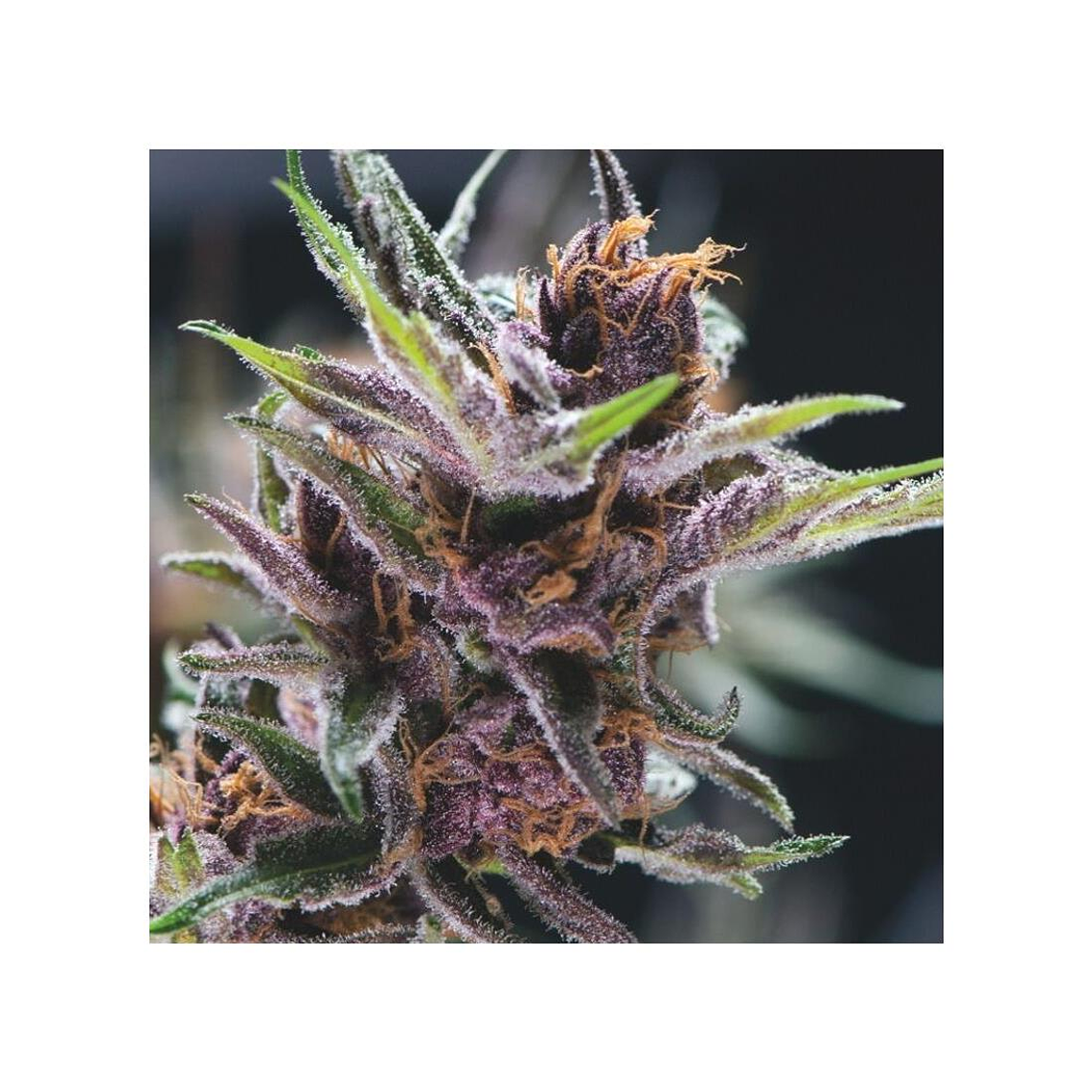 Black Cherry Punch Feminizada Pyramid Seeds (x3+1) 1