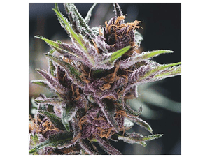 Black Cherry Punch Feminizada Pyramid Seeds (x3+1)