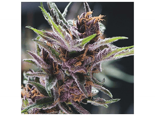 Black Cherry Punch Feminizada Pyramid Seeds (x3+1)