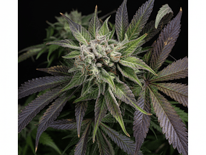 Blue Pyramid Feminizada Pyramid Seeds (x3+1)
