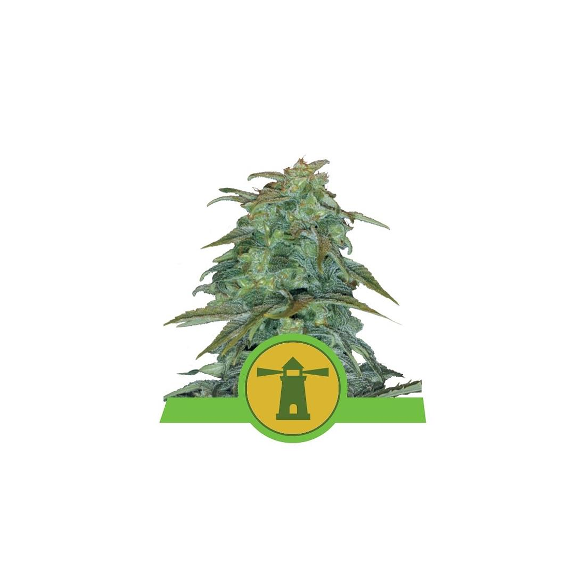 Royal Haze Automática Royal Queen Seeds (x10) 1