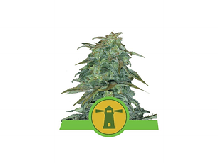 Royal Haze Automática Royal Queen Seeds (x10)