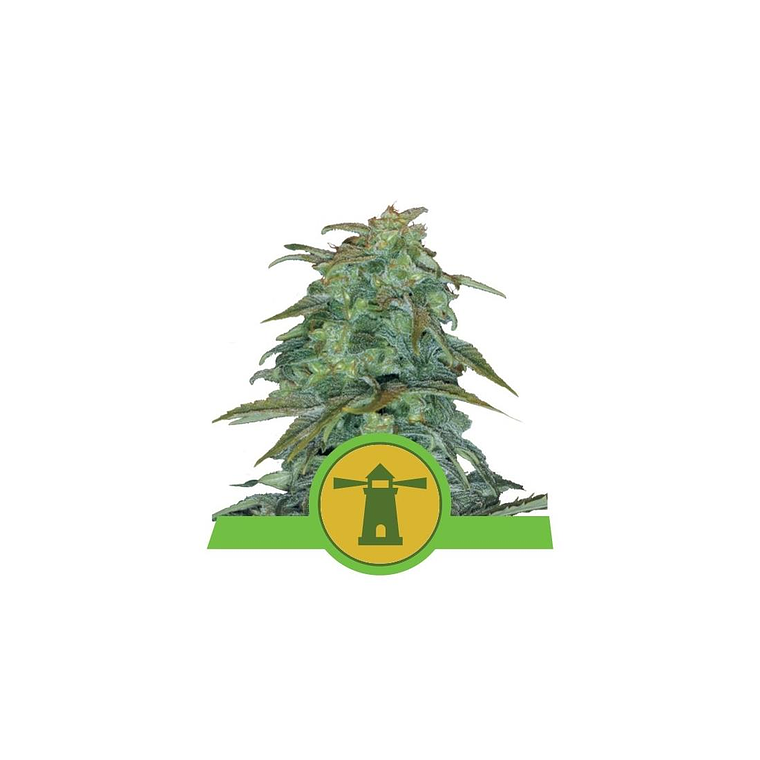 Royal Haze Automática Royal Queen Seeds (x10) 1