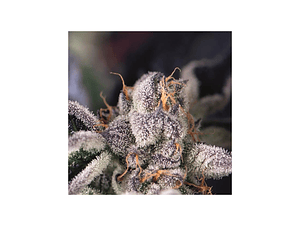Cookies USA Feminizada Pyramid Seeds (x3+1)