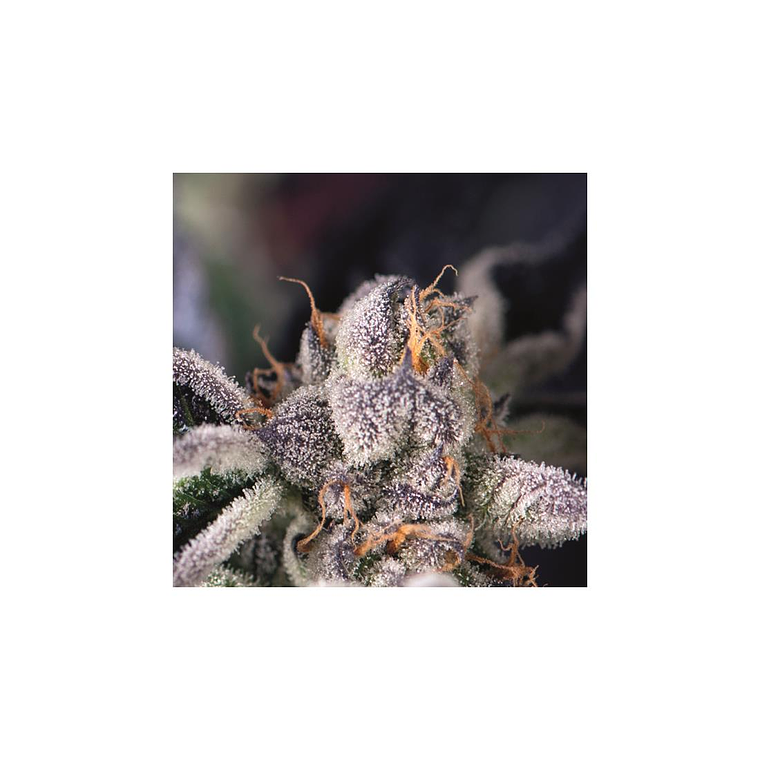Cookies USA Feminizada Pyramid Seeds (x3+1) 1