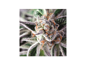 Do Si Dos Feminizada Pyramid Seeds (x3+1)