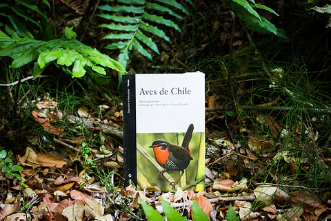 Aves de Chile