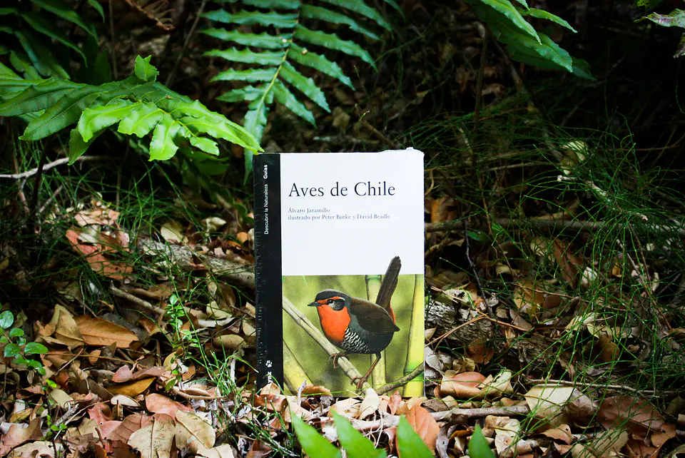 Aves de Chile 1