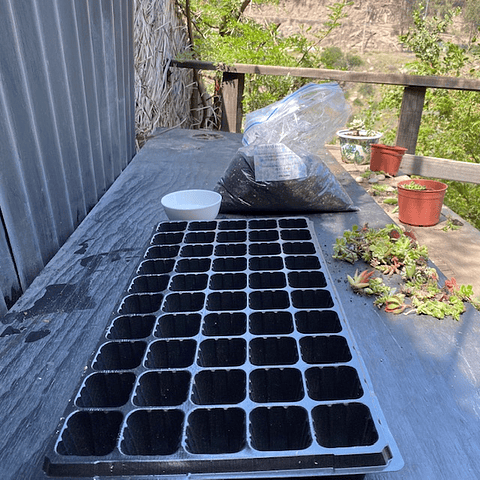 Kit para plantación de 72 esquejes de suculentas con bandeja