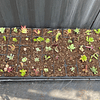 Kit para plantación de 72 esquejes de suculentas con bandeja
