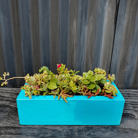 Jardinera 30 cm color turquesa con suculentas