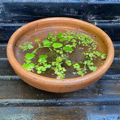 Macetero de greda con plantas acuáticas