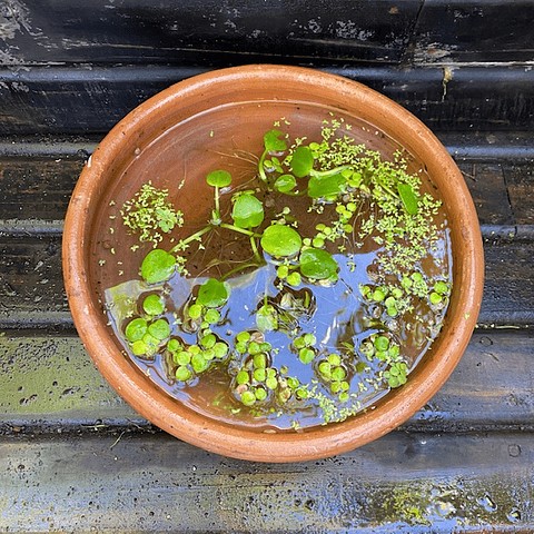 Macetero de greda con plantas acuáticas