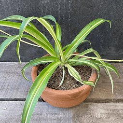 Macetero de greda con planta mala madre