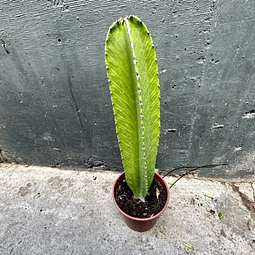 suculenta 13, Euphorbia