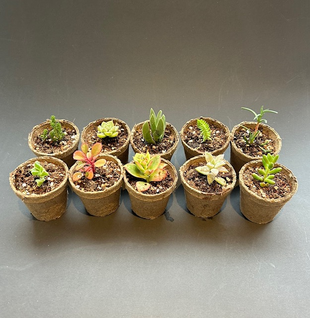 set de 10 macetero biodegradable con suculentas