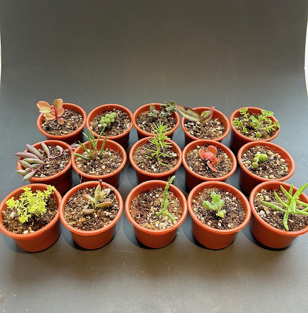 Set de 15 maceteros plásticos con suculentas