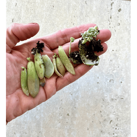 Taller de suculentas on line con set incluido